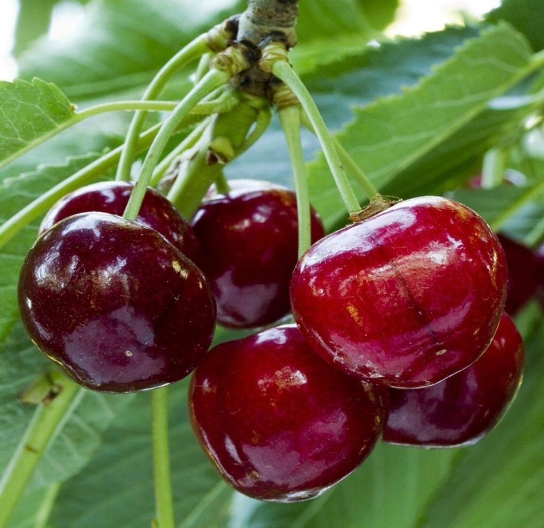 تولید و فروش نهال پیوندی و غیر پیوندی اصلاح شده بهمن پور در قزوین